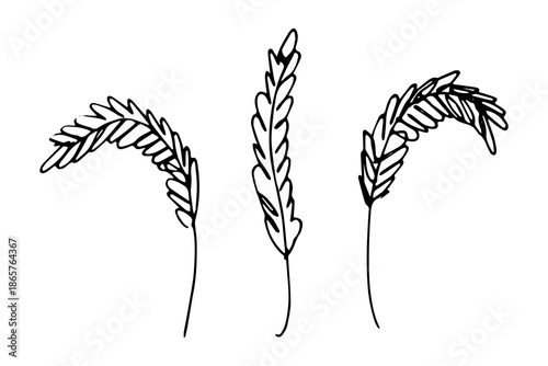 Set of hand drawn cereal wheat oat rye barley rice ears spikelet clipart Organic wheat bread agriculture farming harvest healthy food Single element for design print packaging label decor