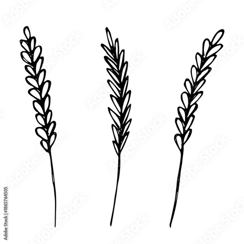 Set of hand drawn cereal wheat oat rye barley rice ears spikelet clipart Organic wheat bread agriculture farming harvest healthy food Single element for design print packaging label decor