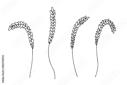 Set of hand drawn cereal wheat oat rye barley rice ears spikelet clipart Organic wheat bread agriculture farming harvest healthy food Single element for design print packaging label decor