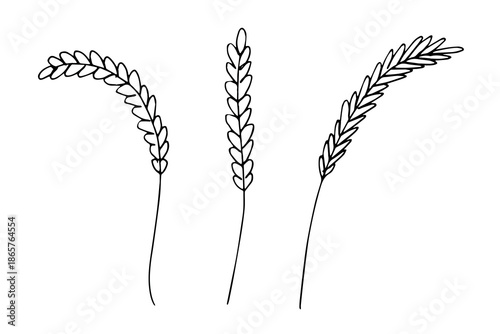 Set of hand drawn cereal wheat oat rye barley rice ears spikelet clipart Organic wheat bread agriculture farming harvest healthy food Single element for design print packaging label decor