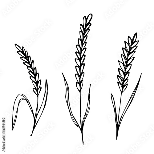 Set of hand drawn cereal wheat oat rye barley rice ears spikelet clipart Organic wheat bread agriculture farming harvest healthy food Single element for design print packaging label decor