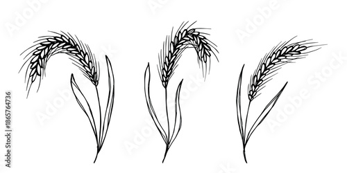 Set of hand drawn cereal wheat oat rye barley rice ears spikelet clipart Organic wheat bread agriculture farming harvest healthy food Single element for design print packaging label decor