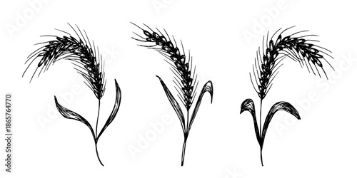 Set of hand drawn cereal wheat oat rye barley rice ears spikelet clipart Organic wheat bread agriculture farming harvest healthy food Single element for design print packaging label decor
