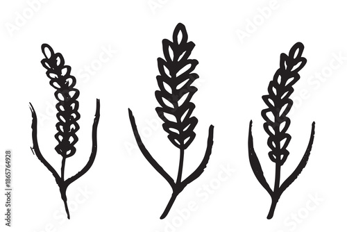 Set of hand drawn cereal wheat oat rye barley rice ears spikelet clipart Organic wheat bread agriculture farming harvest healthy food Single element for design print packaging label decor