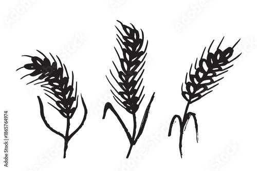 Set of hand drawn cereal wheat oat rye barley rice ears spikelet clipart Organic wheat bread agriculture farming harvest healthy food Single element for design print packaging label decor