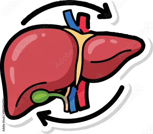 Simplified illustration of a human liver with associated vessels and gallbladder