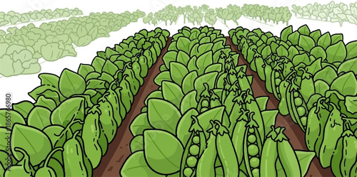 Rows of green pea plants with pods bursting with peas in a cultivated field