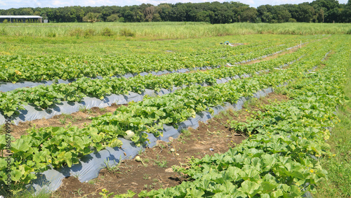 Fotografia Row of cantaloupe plants with plastic mulch in open field farming