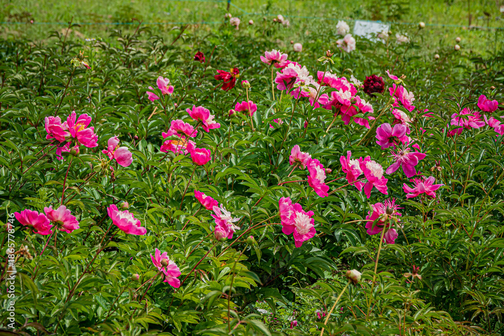 Fototapeta premium Colorful peonies create a lively scene in a blooming garden, reflecting spring's essence