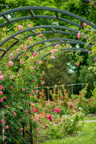 Obraz na płótnie A vibrant rose archway invites visitors to explore the lush, blooming garden