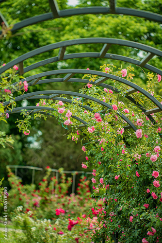 Foto Vibrant roses flourish, intertwining gracefully with a decorative arch in a sere