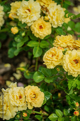 Bild auf Leinwand Vibrant yellow roses thrive under the warm sun, creating a picturesque display o