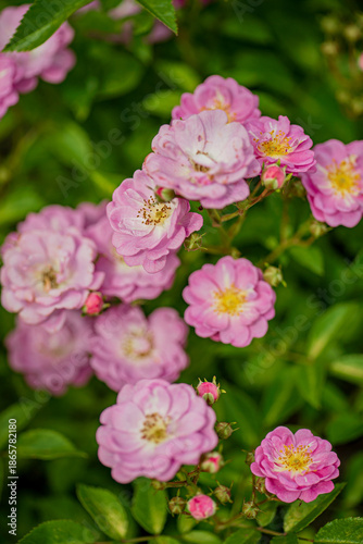 Clusters of pink blossoms thrive amidst lush greenery, showcasing nature's beauty in full bloom
