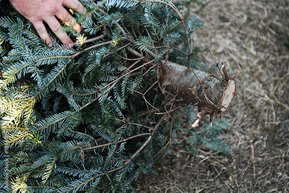 Obraz premium Close-up of cut Christmas tree trunk being handled outdoors.