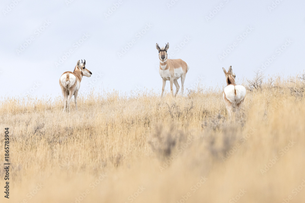 Obraz premium Three Pronghorn on a Hill