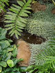 Wandcirkels Toilet Groene bladeren boven rustig water  © Cavan