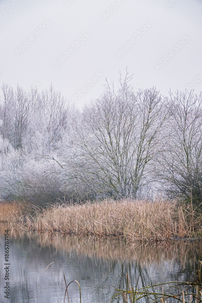 Obraz premium Frost-covered trees reflect in calm waters, creating a serene winter scene at dawn