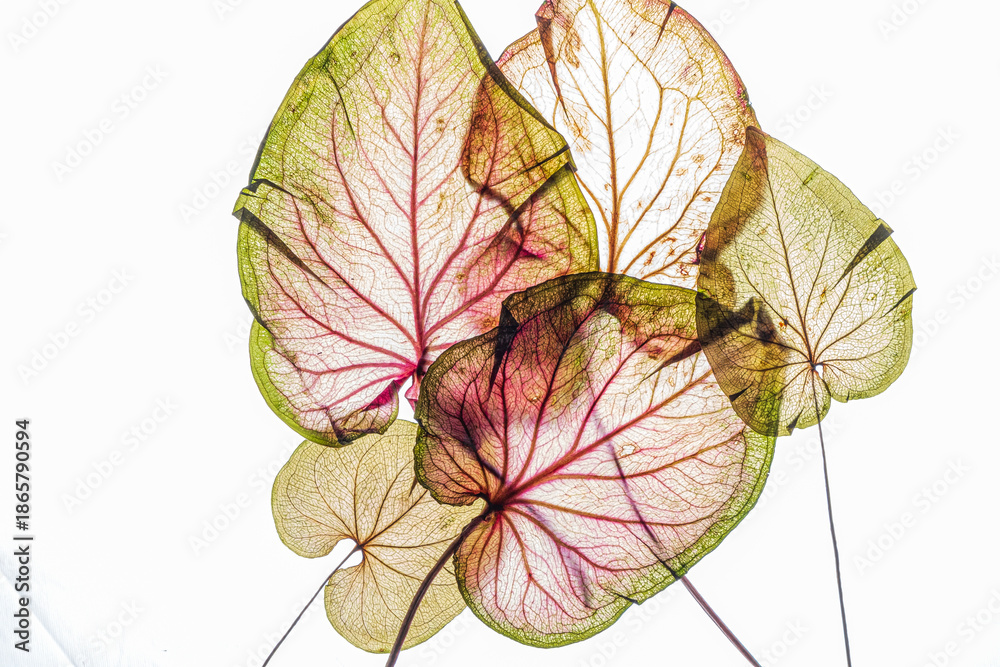 Fototapeta premium Translucent leaves in various hues display intricate patterns and evoke a sense of calm