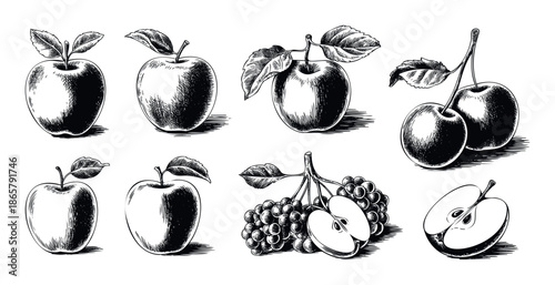 Collection of hand drawn apple and berry fruit sketches perfect for organic food packaging labels restaurant menus or farmers market branding projects