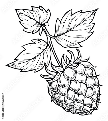 Detailed line drawing of a fresh organic raspberry with natural leaves, perfect for health food packaging, farmers market branding, or summer recipe book designs promoting healthy eating