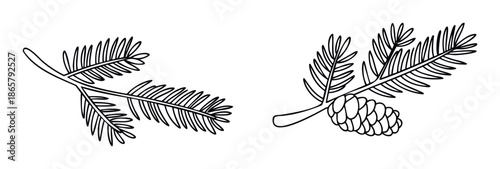 Simple outline drawing of evergreen pine tree branches with needles and a single pine cone, perfect for holiday greetings, winter season invitations, or woodland themed projects.