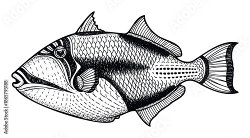 Detailed black and white triggerfish with a textured woodcut effect suitable for scientific publications, nature conservation initiatives, and ocean exploration presentations.