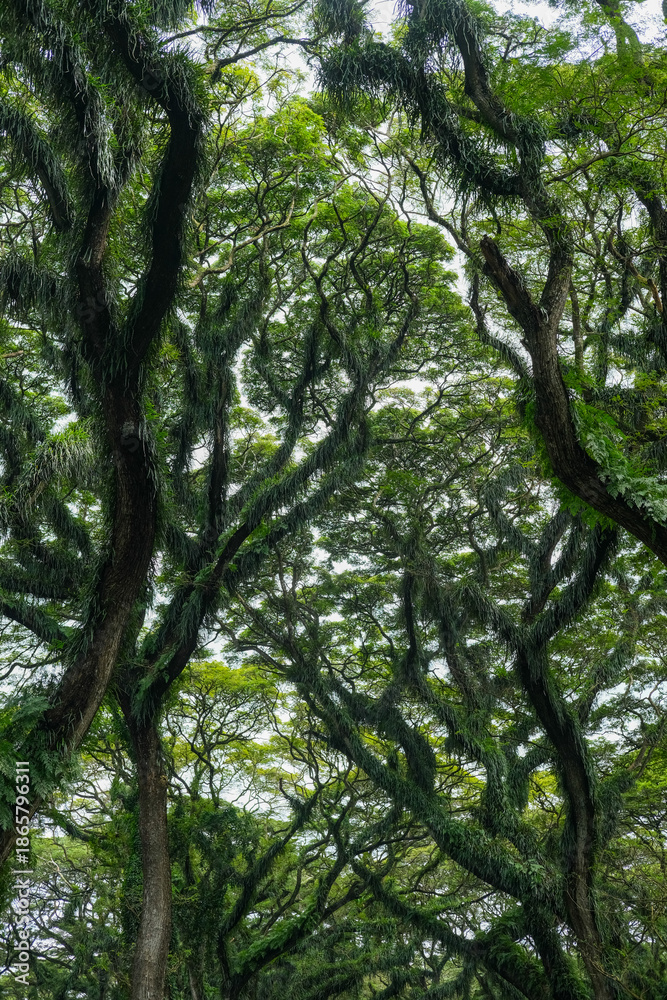 Obraz premium Enchanting canopy of towering trembesi trees in De Djawatan Forest, Banyuwangi, creating a lush green tunnel with a mystical atmosphere and serene natural charm.