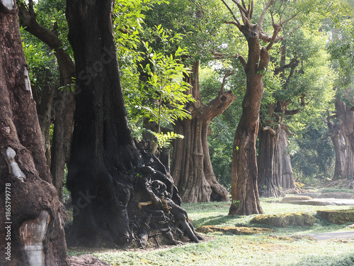 Jungle forest with tropical trees Adventure background