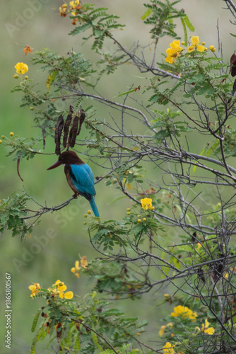 bird on a branch of tree