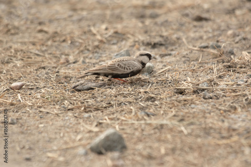 a small sparrow on the beach