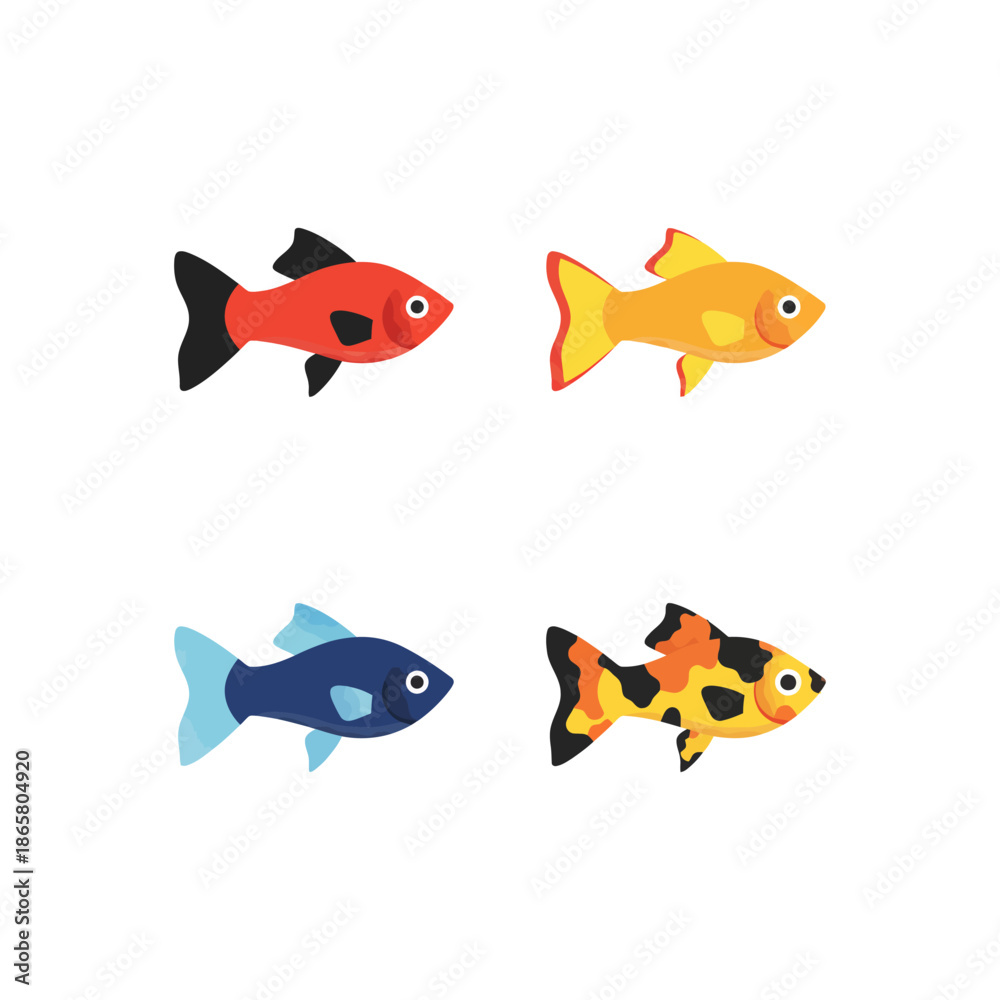 Fototapeta premium Vibrant Platy Fish: A Colorful Addition to Your Aquarium