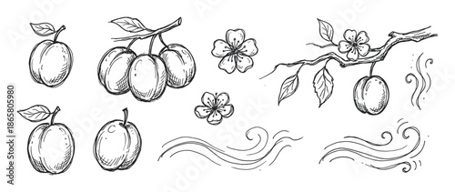 Hand drawn plum fruit and blossom set with branches and decorative swirls in a black and white ink sketch style, perfect for botanical or food illustrations