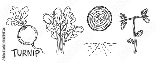 Set of hand-drawn vegetable and plant illustrations in a sketchy black and white doodle style, including a turnip, leafy greens, and a plant stem for botanical concepts