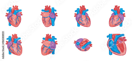Collection of anatomical human heart illustrations in a colorful hand-drawn style showing different angles and a cross-section for medical and educational purposes