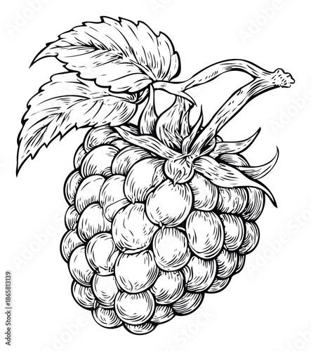 Detailed botanical line drawing of a fresh ripe raspberry with accompanying leaves and stem, ideal for use in food packaging, recipe books, health product labels, or educational materials.