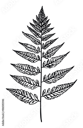 Graphic black outline illustration of a classic fern frond perfect for nature themed logos, organic product packaging, and green environment presentations