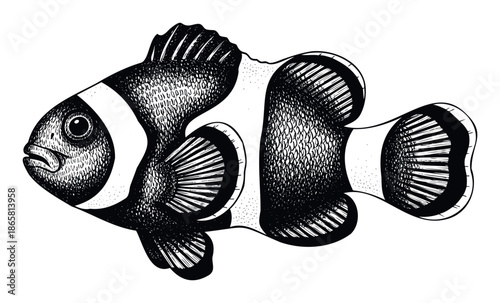 Striking hand drawn black and white clownfish graphic featuring intricate textures perfect for ocean themed apparel designs, wall decoration prints, and educational materials.