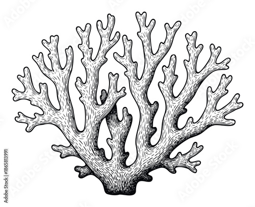 Intricate hand drawn branching coral with a vintage aesthetic, perfect for ocean life studies, underwater themes, or natural history graphic resources.