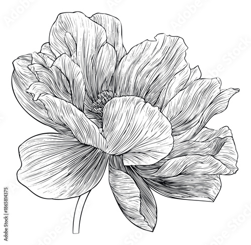 Elegant hand drawn botanical graphic of a blooming flower with delicate petals showcasing organic beauty ideal for sophisticated prints invitations or textile embellishments