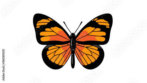 Vivid orange and black butterfly with detailed wing patterns, isolated on white