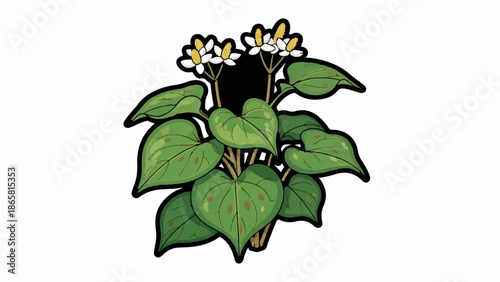 A drawing of a plant with green heart-shaped leaves and white flowers