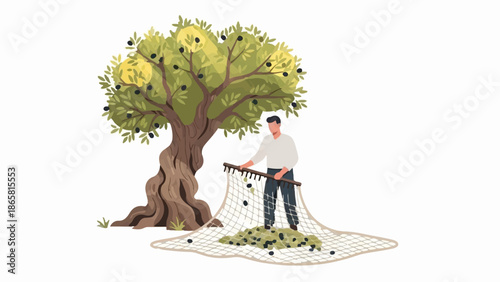 A farmer harvests olives from an ancient tree onto a net laid out below