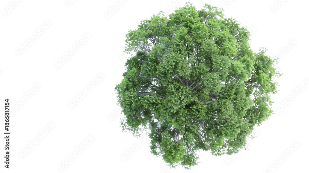 Obraz premium Lush green tree with a natural appearance isolated on a white background