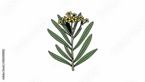A delicate plant illustration with slender green leaves and a cluster of small yellow flowers