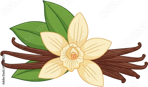 A delicate vanilla flower with green leaves and brown vanilla beans