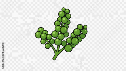 A cluster of green, round berries on thin stems