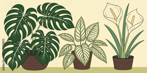Collection of three potted houseplant illustrations featuring a large monstera deliciosa a calathea ornate and elegant white calla lilies