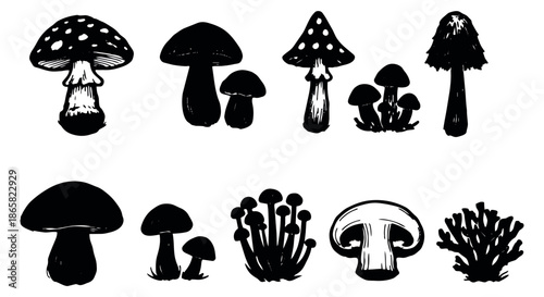 Hand drawn mushroom set featuring various types and silhouettes for nature and food-related designs