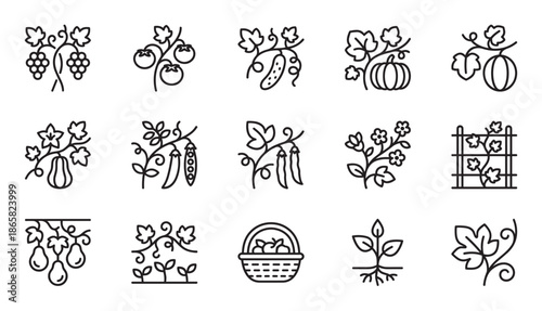 Collection of minimalist black outline icons illustrates different garden plants, fruits, and vegetables such as grapes, tomatoes, cucumbers, and peas growing on vines and stems