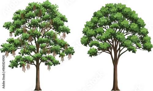 Botanical illustration of tree with hanging seed pods and leafy shade tree canopy isolated on white for nature education design